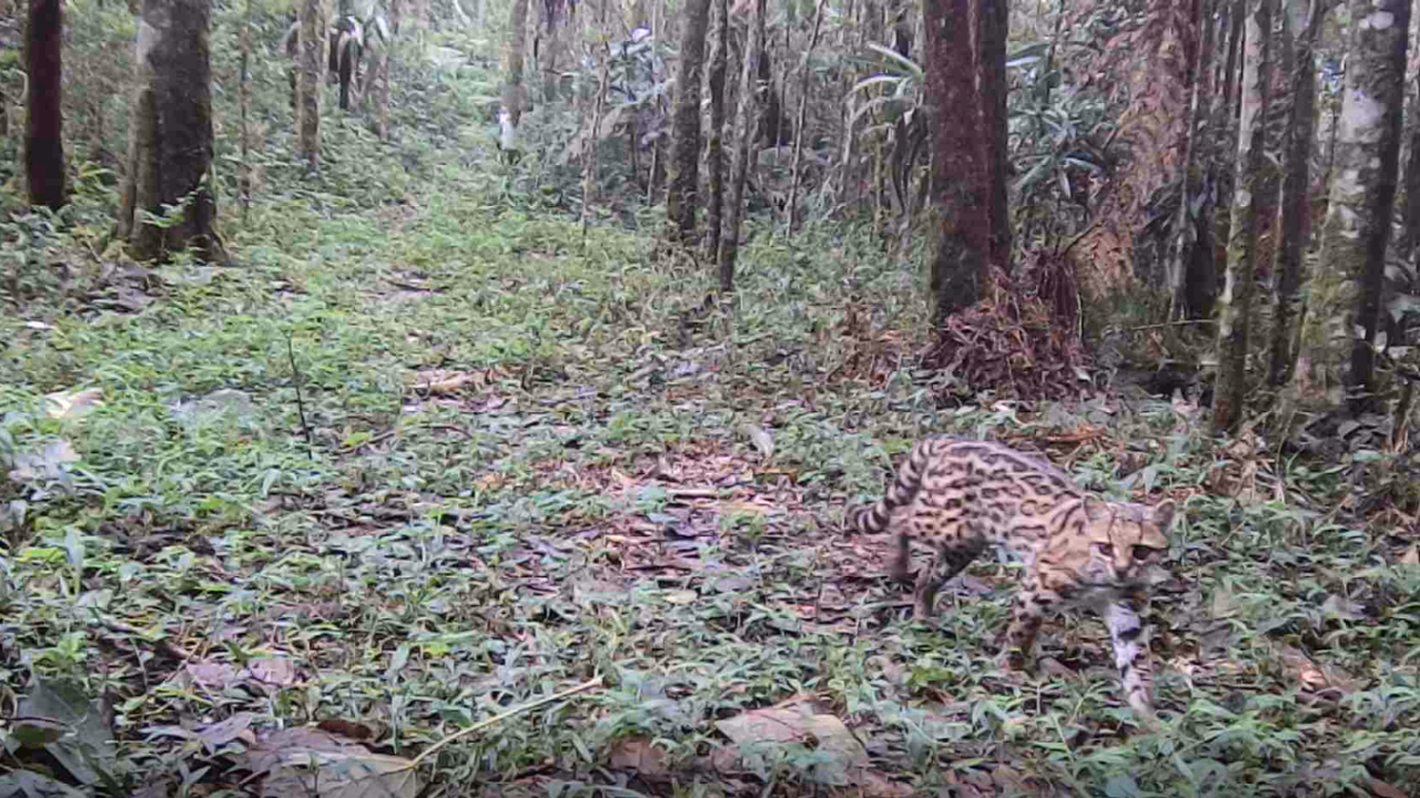 Onça no Parque dos Três Picos , em Friburgo