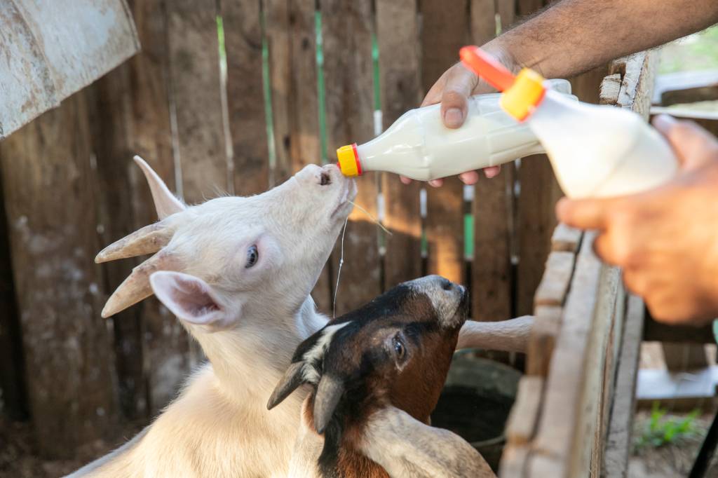Cabras – Rafael Campos_20 Cabras: animais são tratados com fitoterapia e criados em padrão europeu