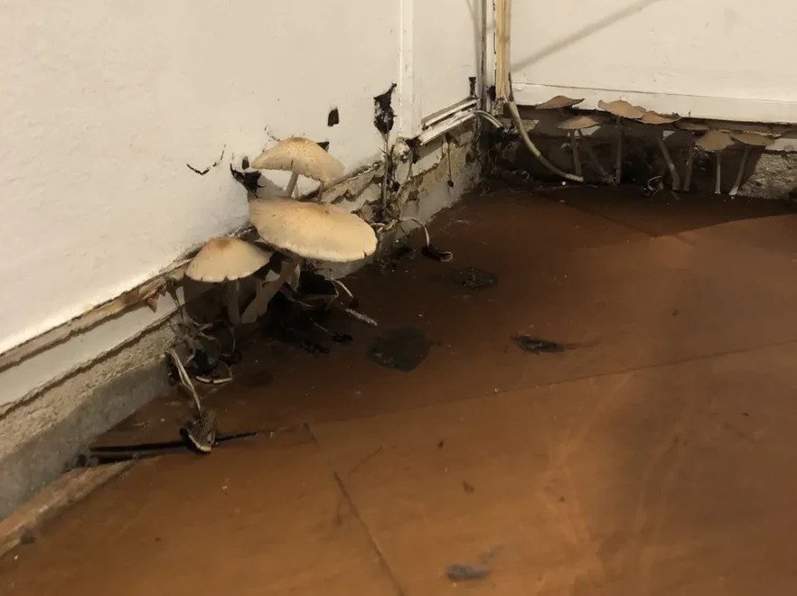 Apartamento infestado por cogumelos viraliza e Quinto Andar retira anúncio