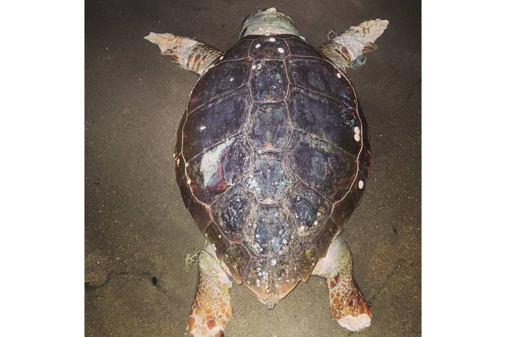 ONG denuncia morte de cinco tartarugas no canal da Joatinga, na Barra