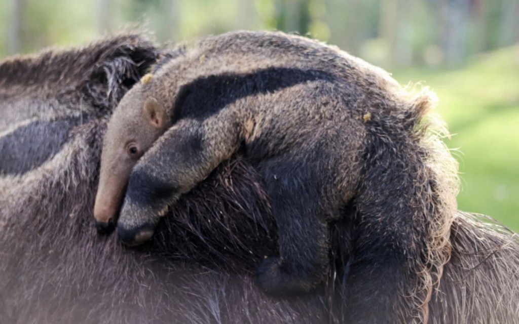 Tamanduá-bandeira, espécie ameaçada de extinção, nasce no BioParque do Rio