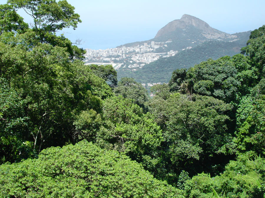 Um roteiro para aproveitar trilhas e cachoeiras da Floresta da Tijuca