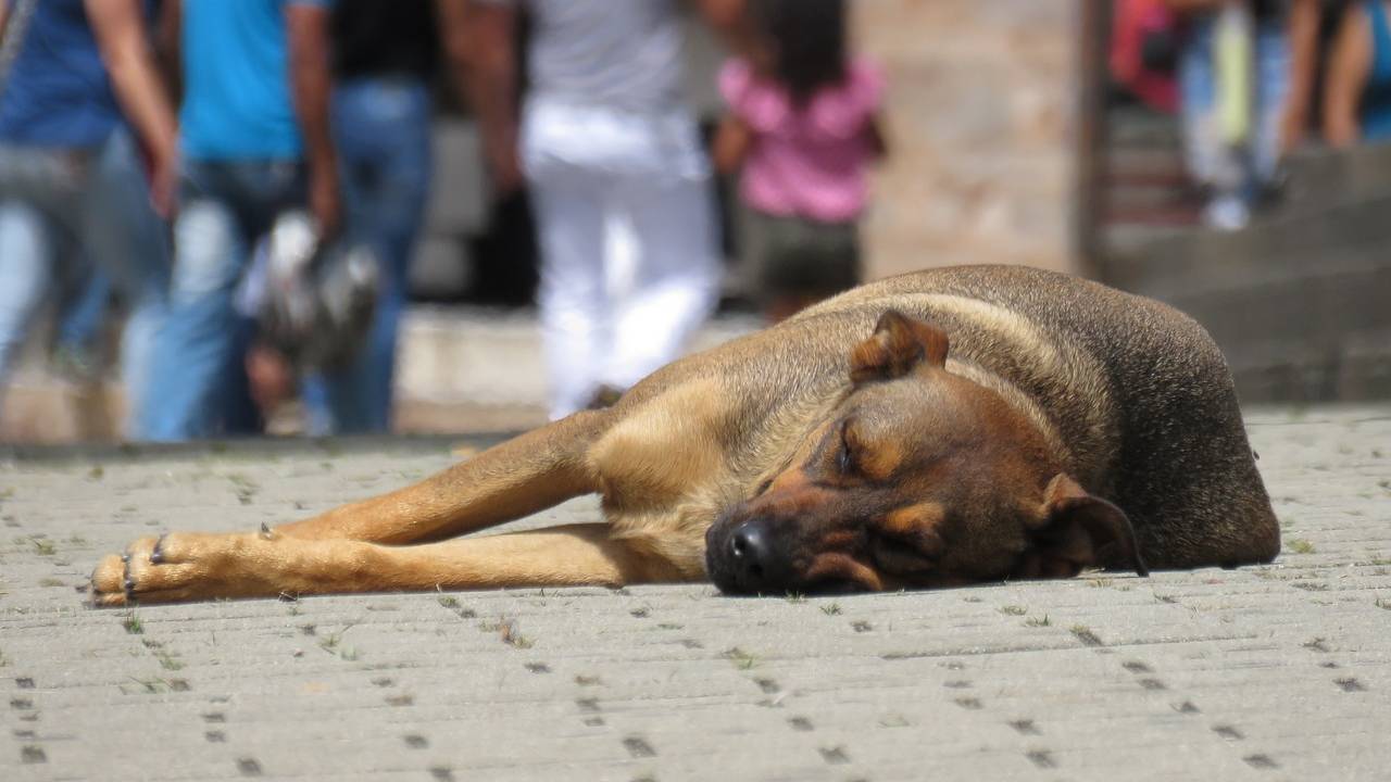 abandono-maus-tratos-animais