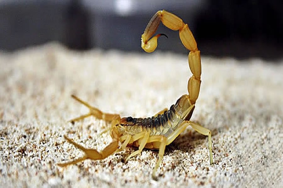 Além de Búzios, Porto Real sofre com infestação de escorpião-amarelo