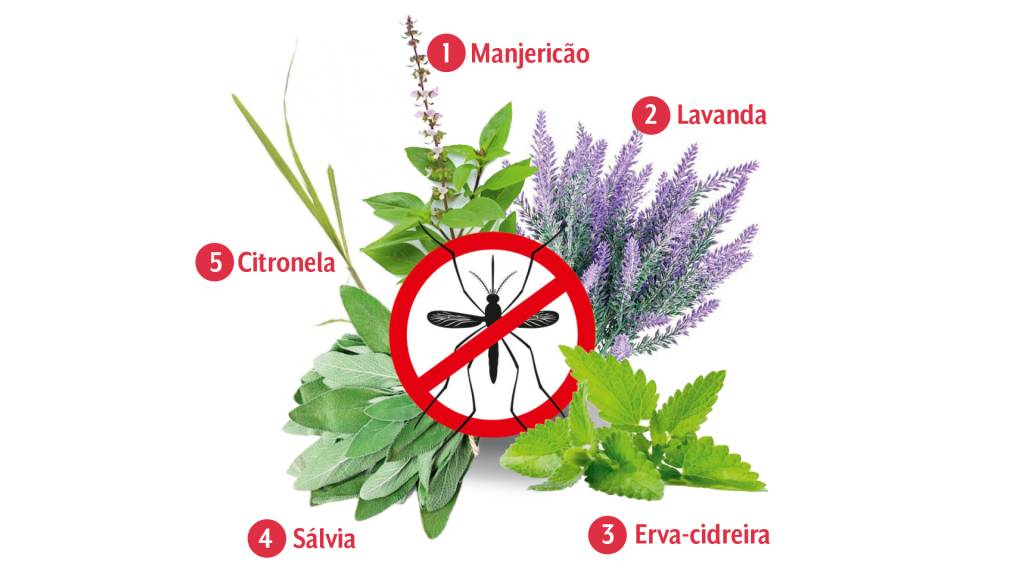 Dengue plantas que ajudam a afastar o Aedes aegypti