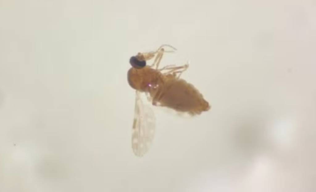 O que é a febre oropouche, doença com primeiro caso confirmado no Rio