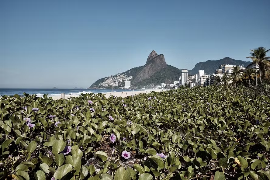 Praias de Ipanema e Leblon ganham incentivo para recuperar vegetação
