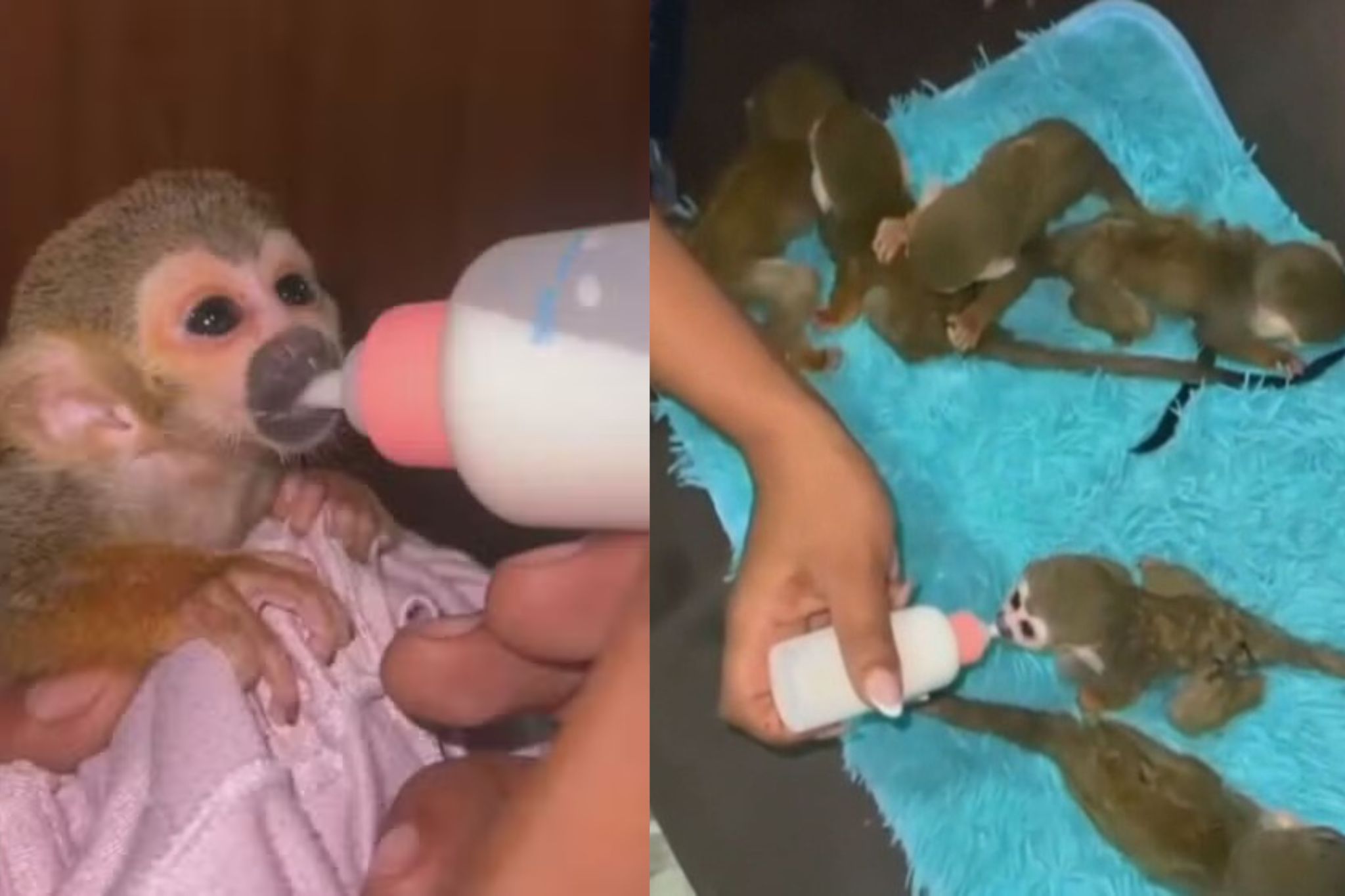 É crime! Vendedores clandestinos anunciam macaco ‘de estimação’ na web