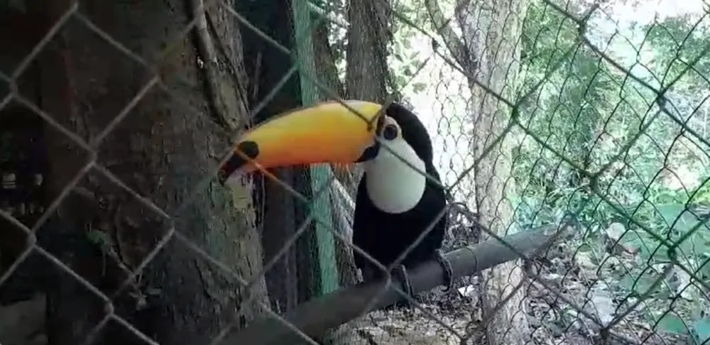 Operação policial resgata 42 animais silvestres em sítio em Jacarepaguá