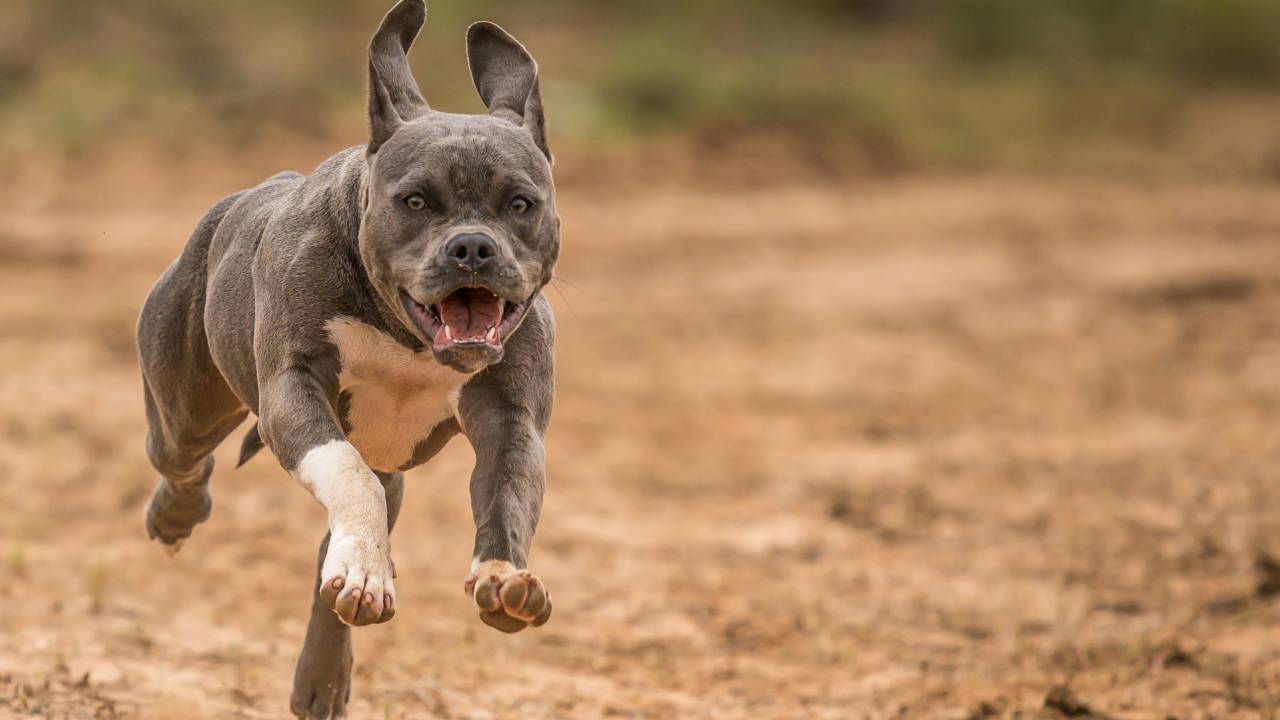 pitbull
