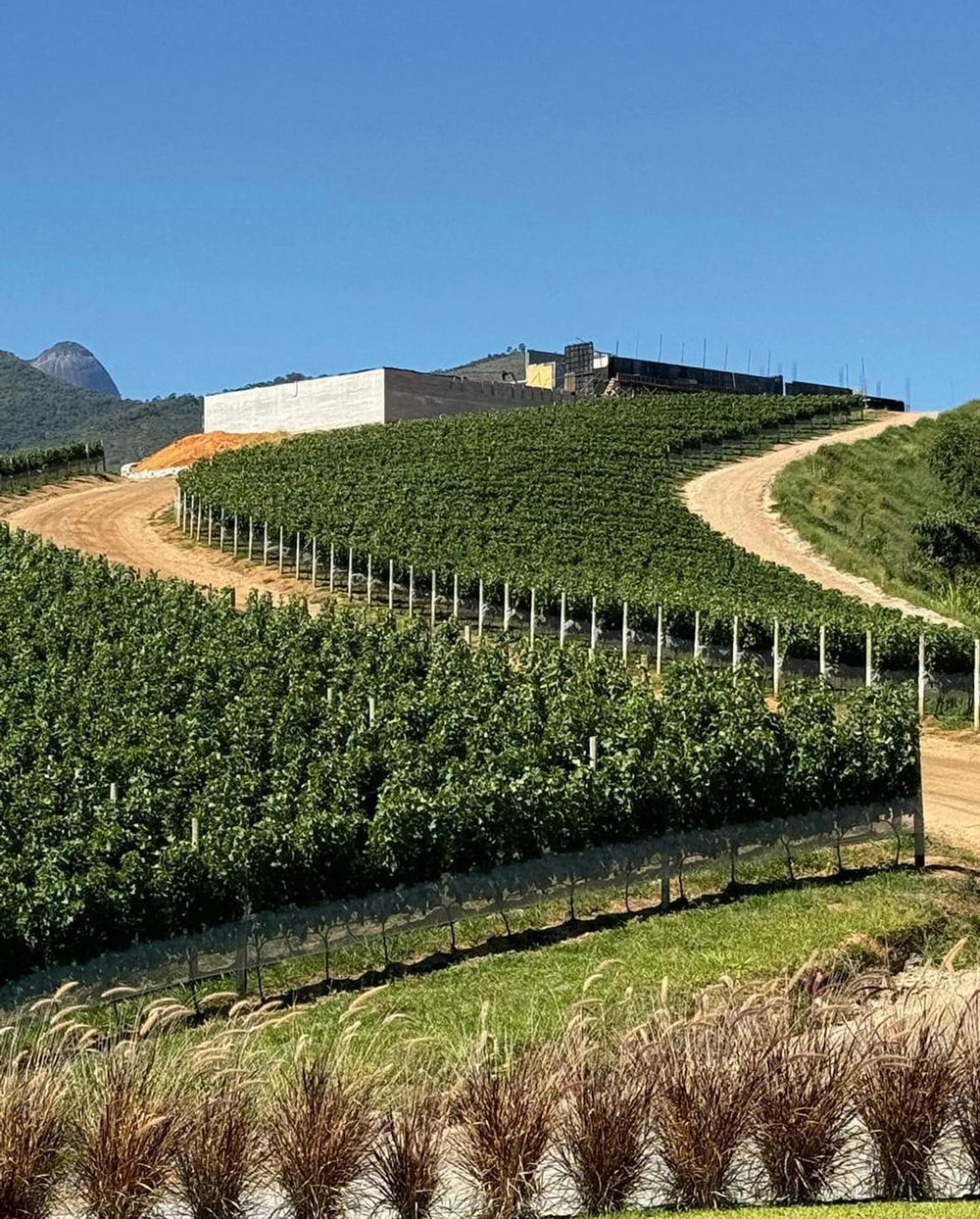 Maturano.jpeg Enoturismo em alta: com 50 hectares de vinhedos em Teresópolis, a Maturano terá hotel cinco estrelas, restaurante e wine bar para receber 10 000 visitantes mensais