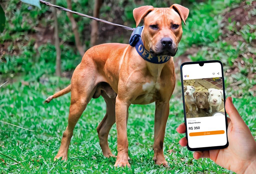 canil-rjaws-divulgacao-2-(1).png Mercado livre: filhotes de pit bull são vendidos por cerca de 300 reais na internet,enquanto canis certificados, como o RJaws, cobram a partir de 3 000 reais