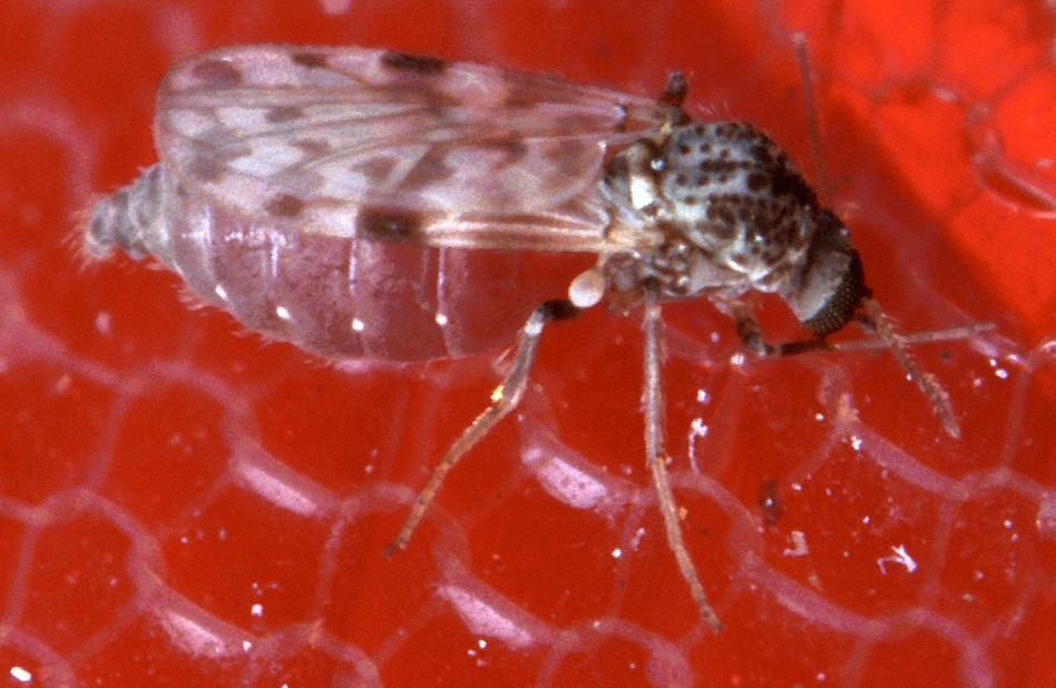 O principal vetor da febre Oropouche é o mosquito Culicoides paraense, também conhecido como maruim