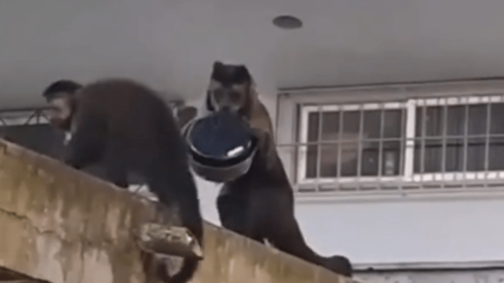 Só no Rio! Macaco entra em apartamento e ‘furta’ bolo; veja o vídeo