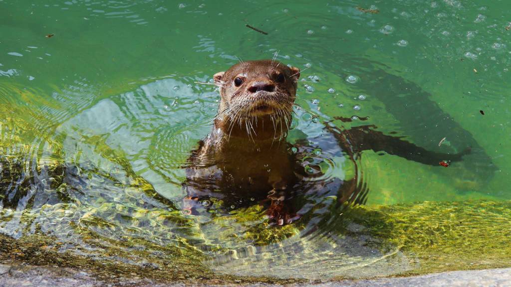 Bioparque do Rio promove desafios para crianças no embalo do Rock in Rio
