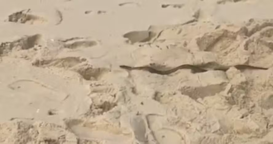 Serpente flagrada na Praia da Reserva é inofensiva, dizem biólogos