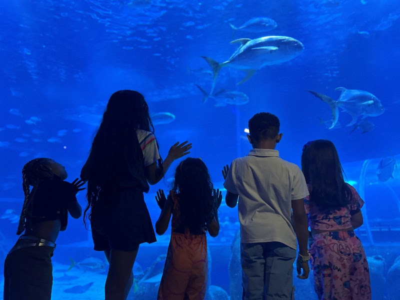 Pré-Dia das Crianças: entrada gratuita no AquaRio e promoção no Bondinho