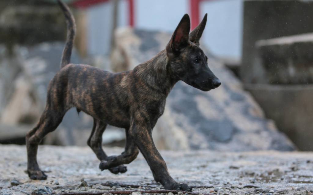 População vai ajudar a escolher nome de novo cão do Corpo de Bombeiros