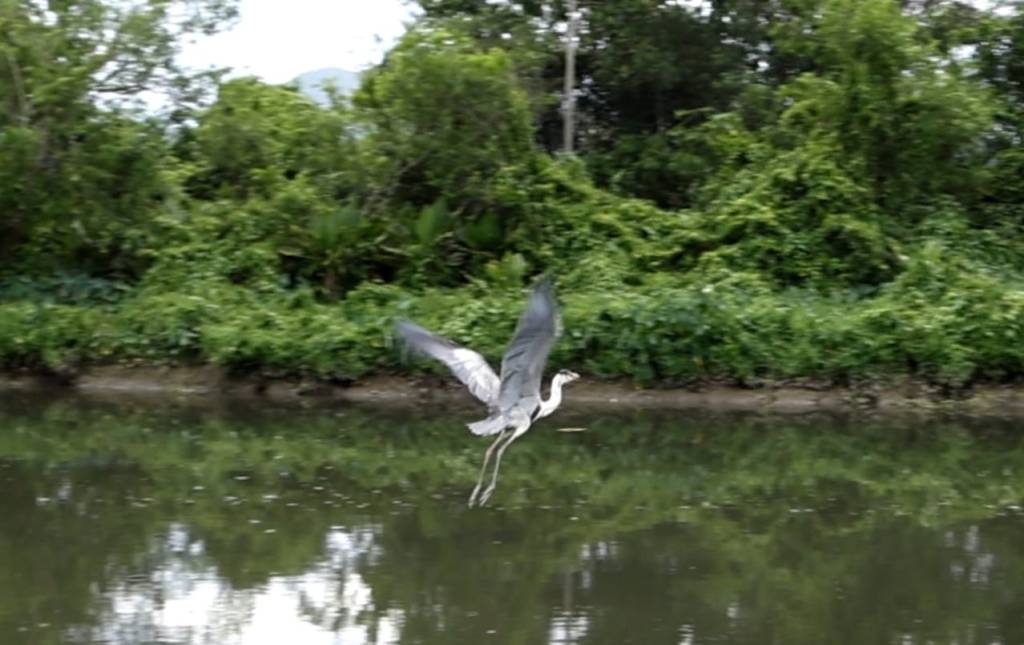 Final feliz! Garça que engoliu copo de plástico é operada e devolvida