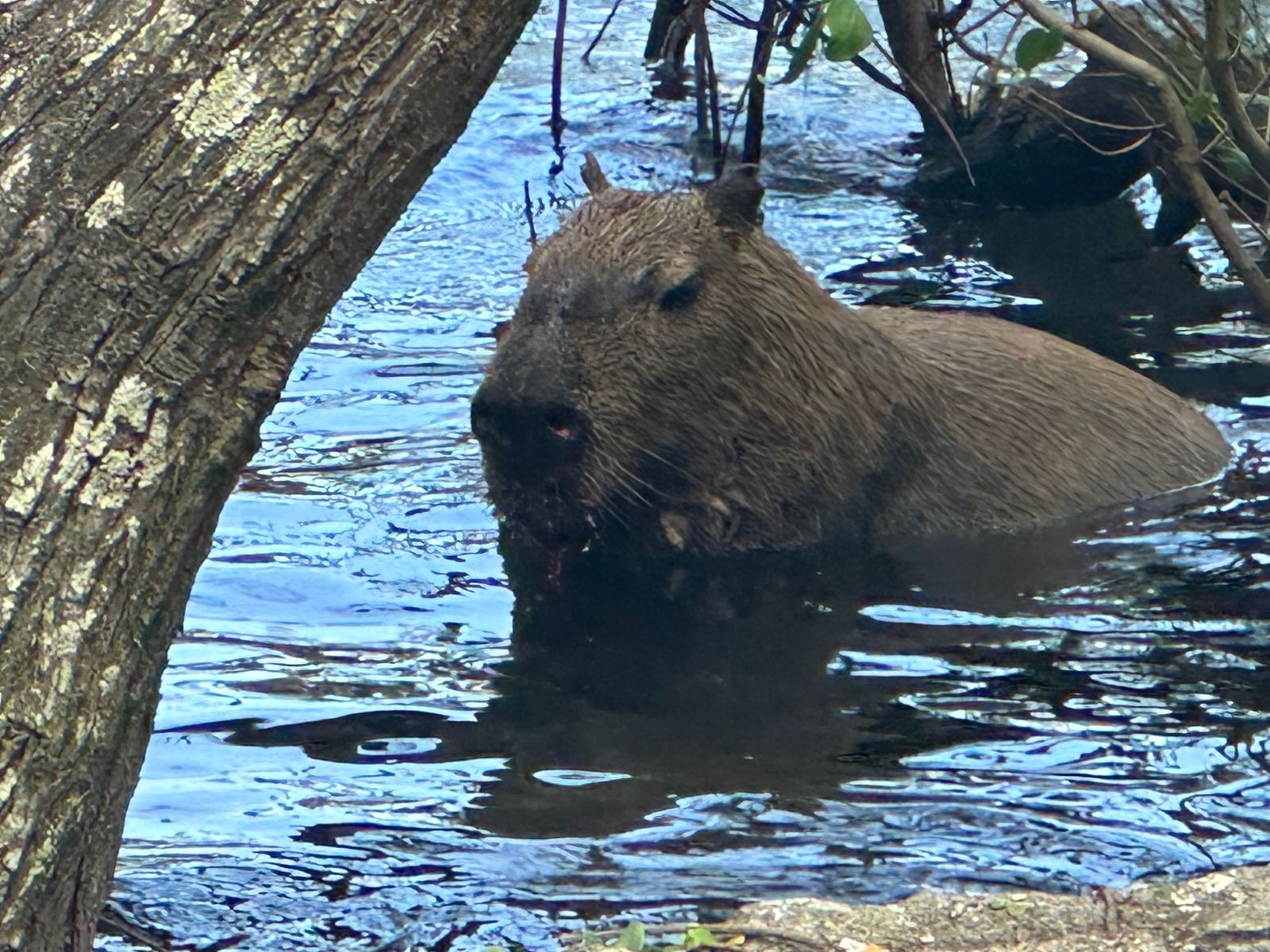 Marcos Palmeira filma capivara ferida na Lagoa e aciona biólogo