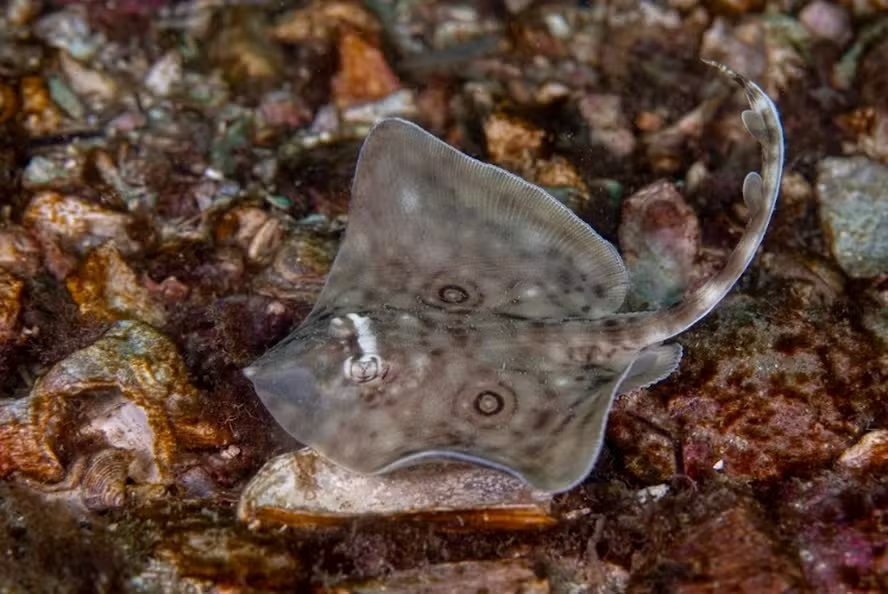 Arraia ameaçada de extinção é flagrada por pesquisadores no Rio