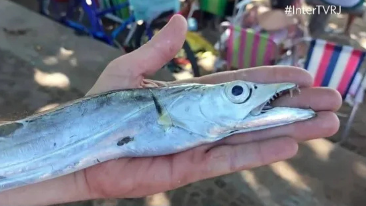 peixe-espada
