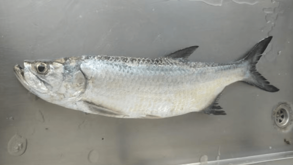 Qual é o peixe visto pela primeira vez na biodiversidade marinha da cidade