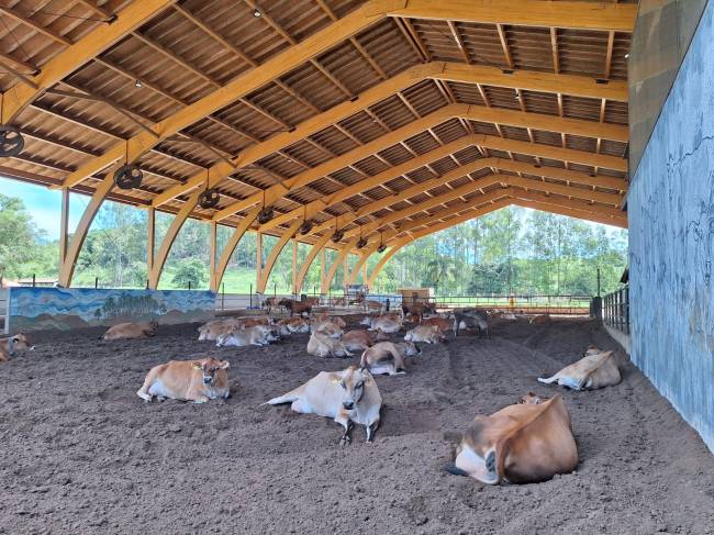 São José das Três Ilhas vacas queijaria