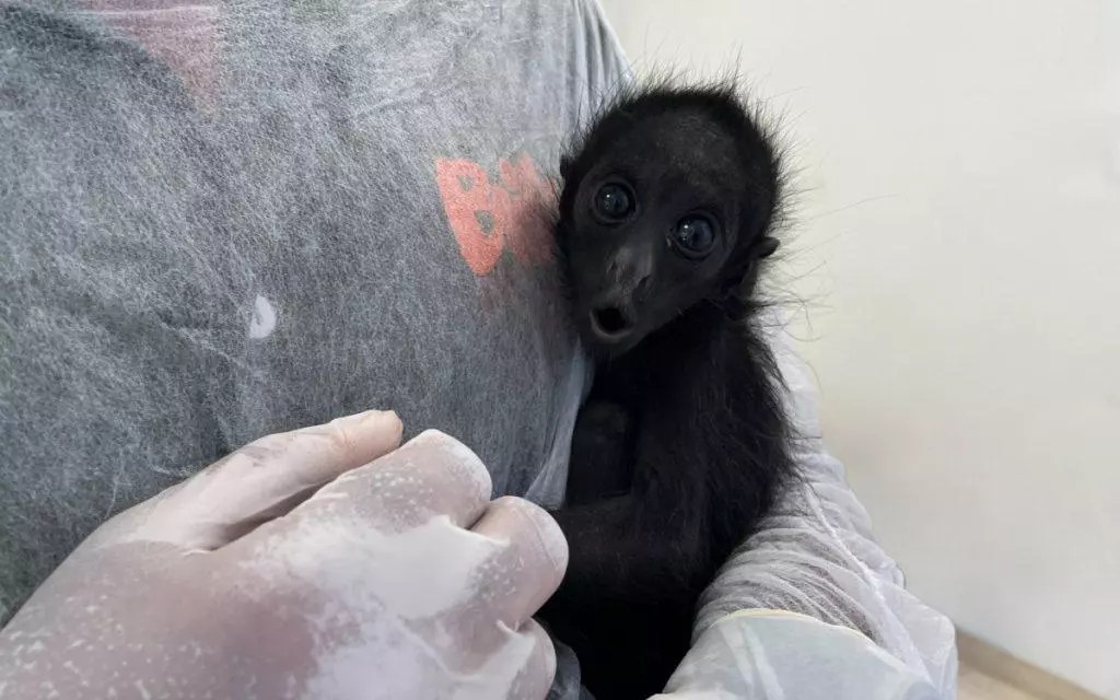Fátima ou Vani: público pode escolher nome de filhote de macaquinha do Bioparque