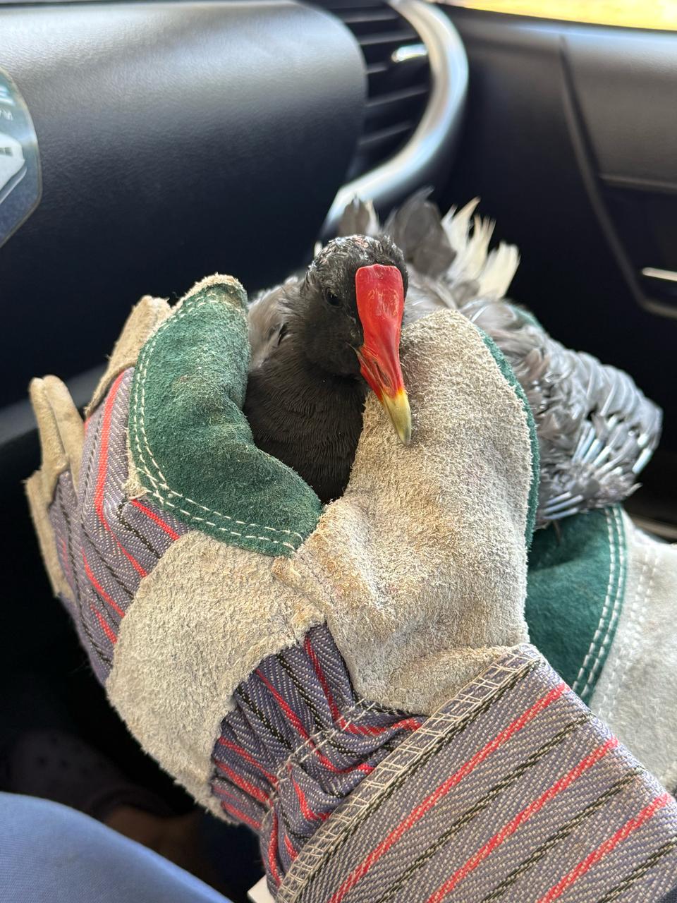 Atenção “velozes e furiosos” da Lagoa: ave com traumatismo craniano