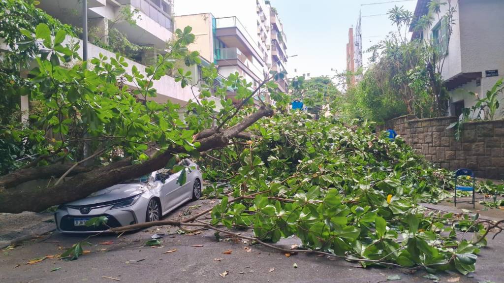 Tempestades acentuam a queda de árvores; mas a culpa não é só do tempo