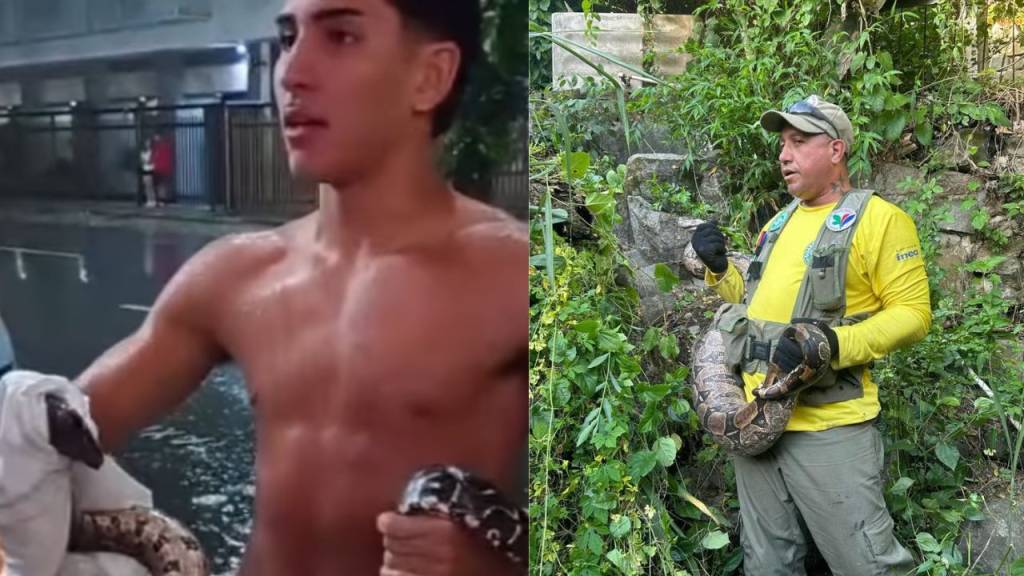 Vídeo: em poucos dias, duas jiboias aparecem em diferentes bairros do Rio