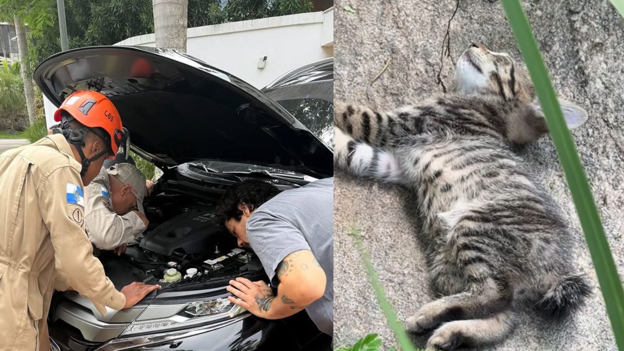 Como bombeiros conseguiram resgatar gato preso em carro de Giovanna Ewbank