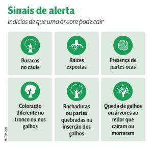 queda de árvores