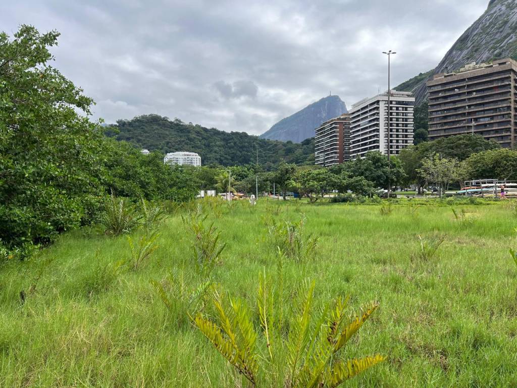 Lagoa vai ganhar mudas de árvore ameaçada de extinção no Rio