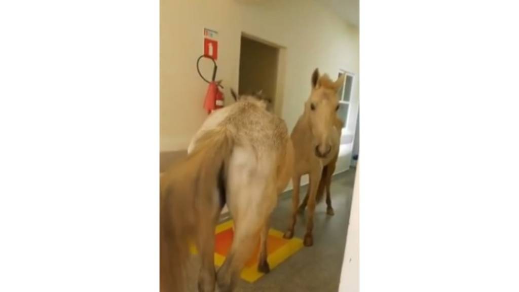 Só no RJ! Cavalos invadem hospital na Serra e assustam pessoas