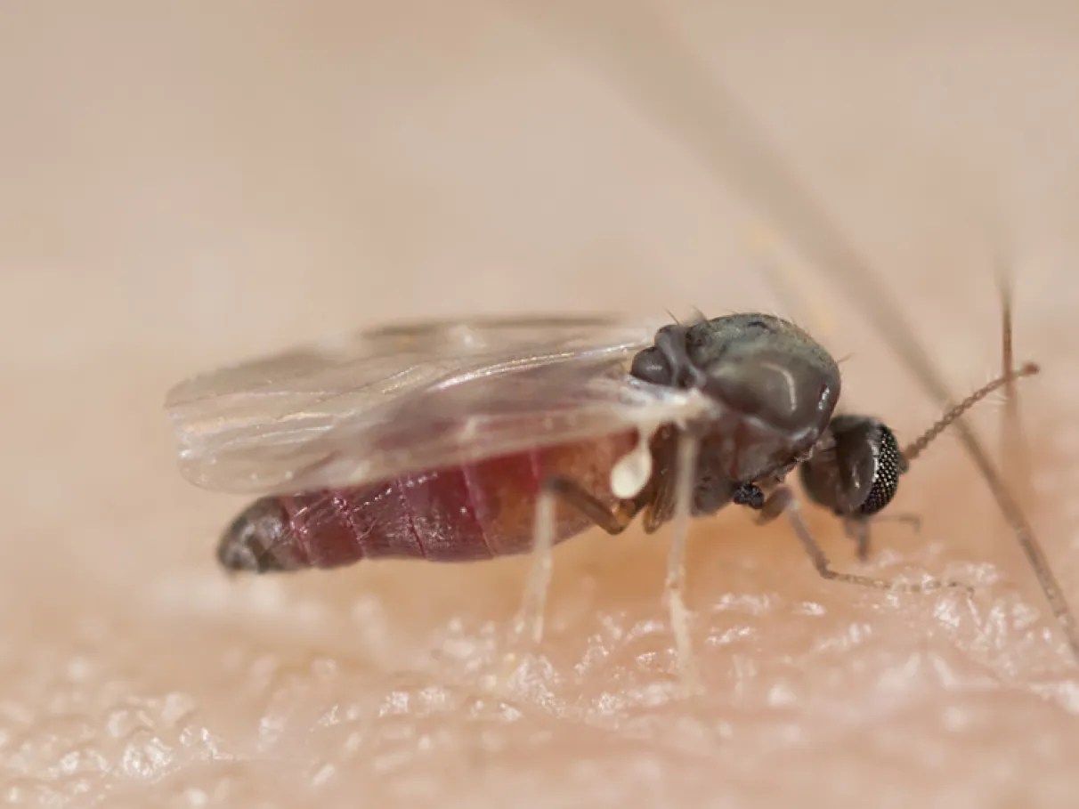 borrachudo-mosquito-infestação-infestacao-picada-dor-sintomas