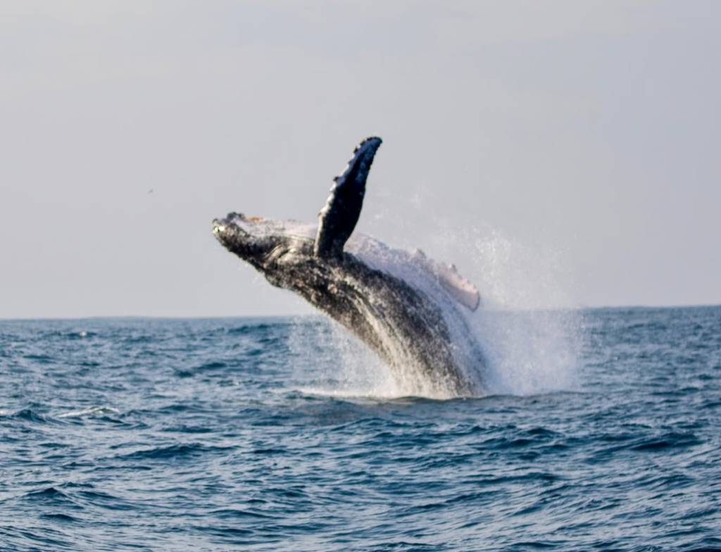 Aberta a temporada de jubartes no Rio. Veja vídeo!