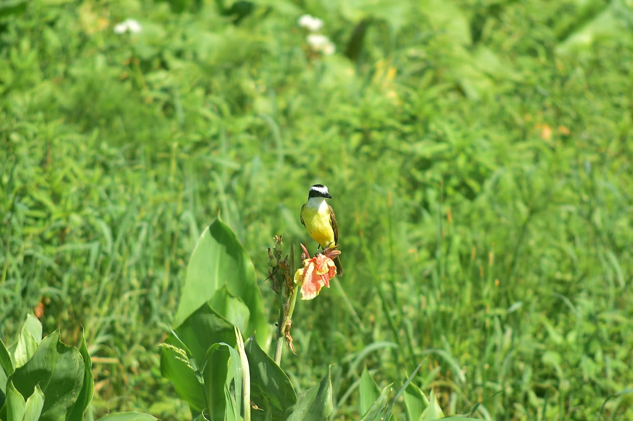 Palmeiras jeriv&aacute;s atraem mais de 80 esp&eacute;cies de aves nativas