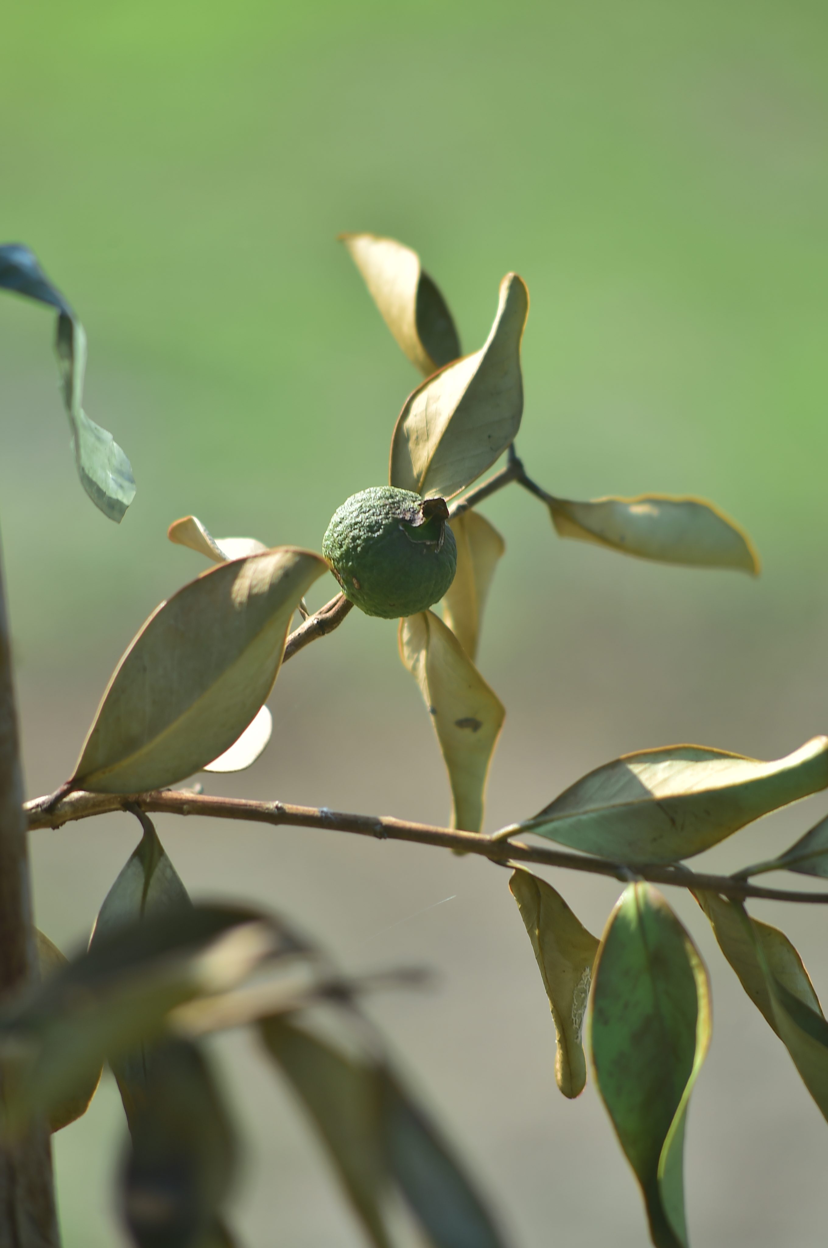 Fruta raramente encontrada em supermercados, o ara&ccedil;&aacute; foi plantado no pomar de Niter&oacute;i
