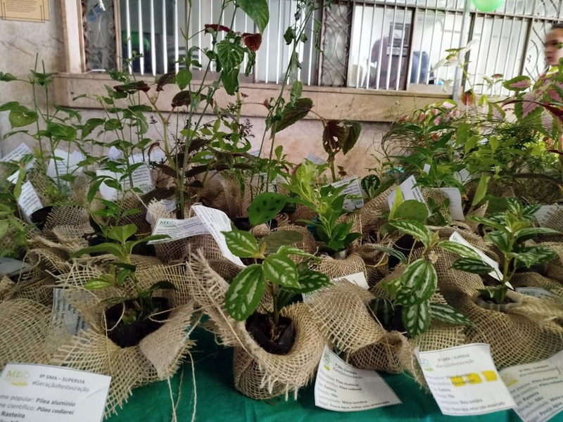 Supervia promover&aacute; distribui&ccedil;&atilde;o e plantio de mudas na Central do Brasil