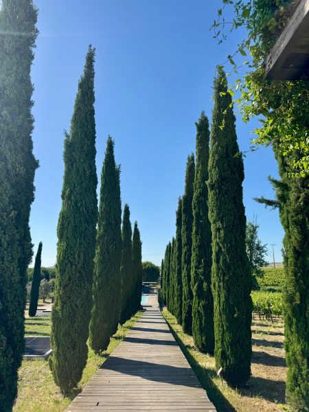 torre de palma wine hotel alentejo