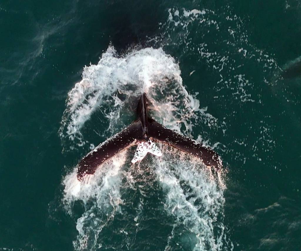 Jubarte com característica única volta aos mares do estado do Rio