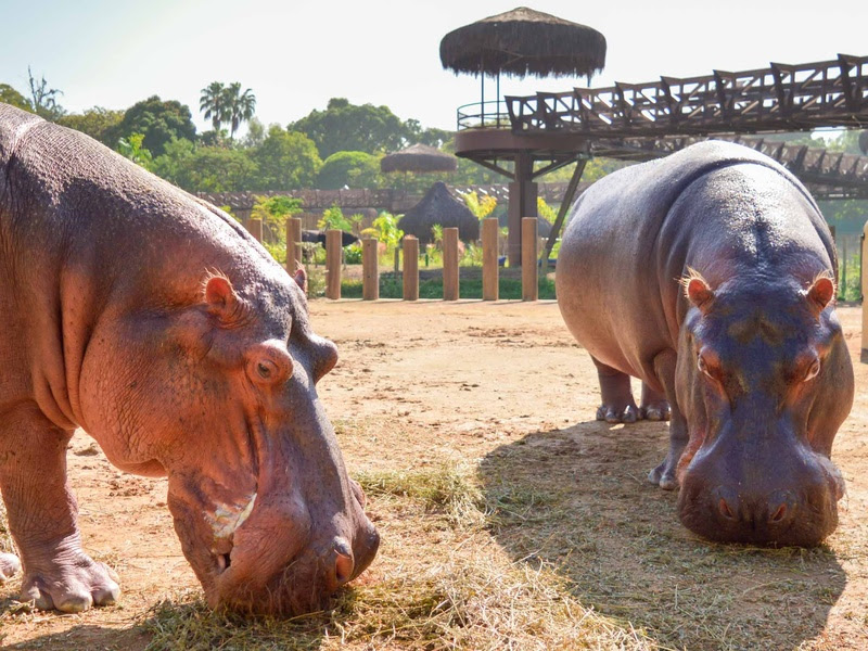 AquaRio, BioParque e Museu do Amanhã fazem promoções no Dia dos Namorados