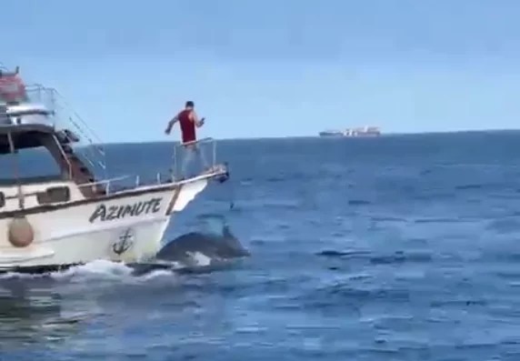 Mais um capítulo da jubarte “atropelada” em alto-mar: ICMBio se pronuncia