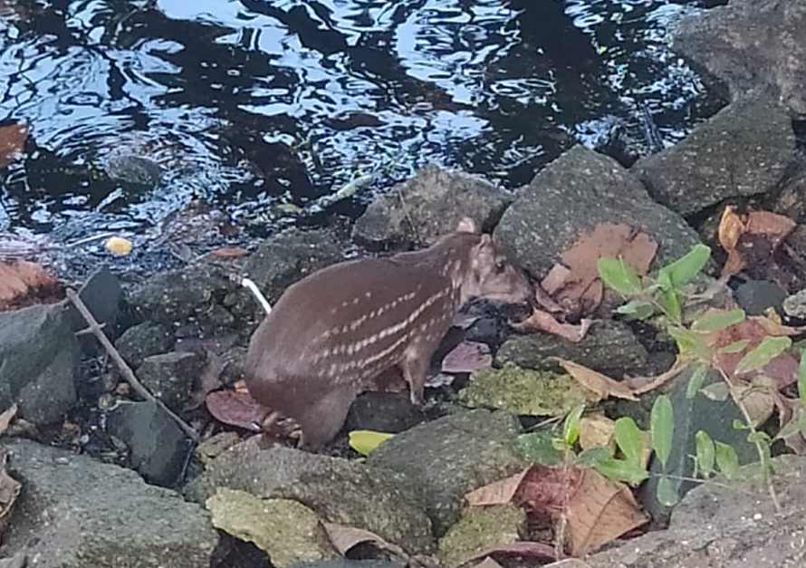 Uma paca na Lagoa: “É quase um milagre”, diz Moscatelli