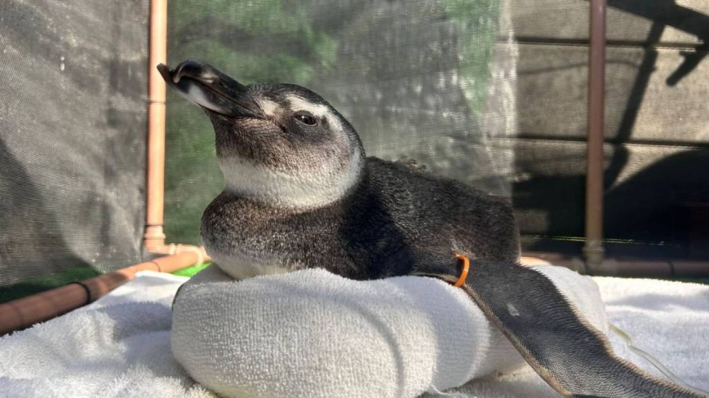 Pinguins-de-Magalhães são resgatados na Região dos Lagos. Veja o vídeo
