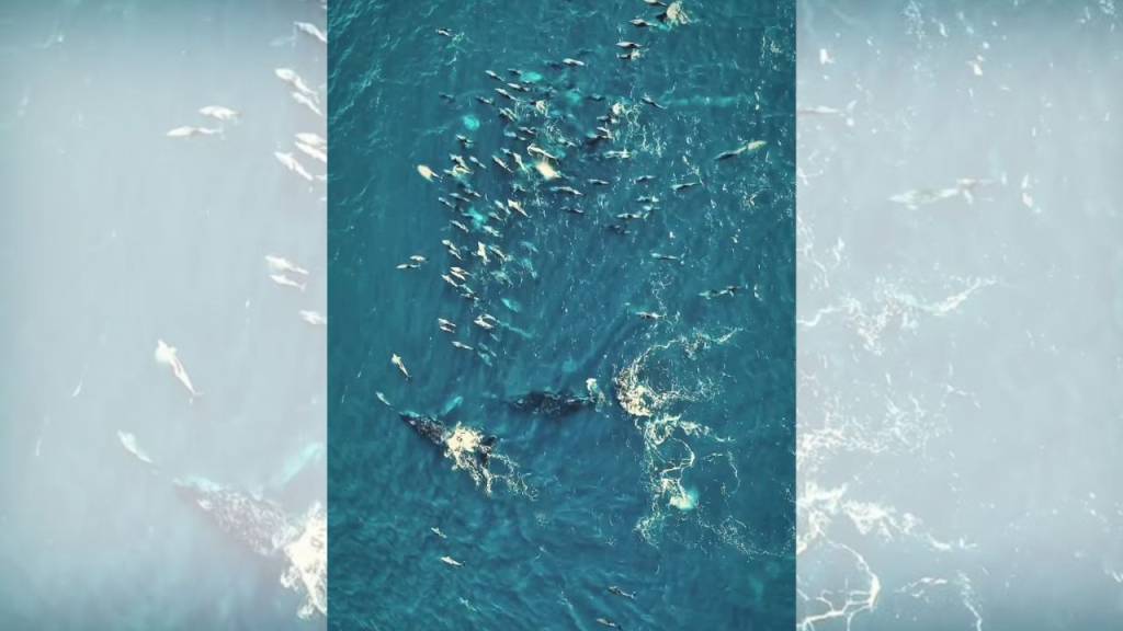 Espetáculo da natureza: o show de baleias e golfinhos em Arraial do Cabo