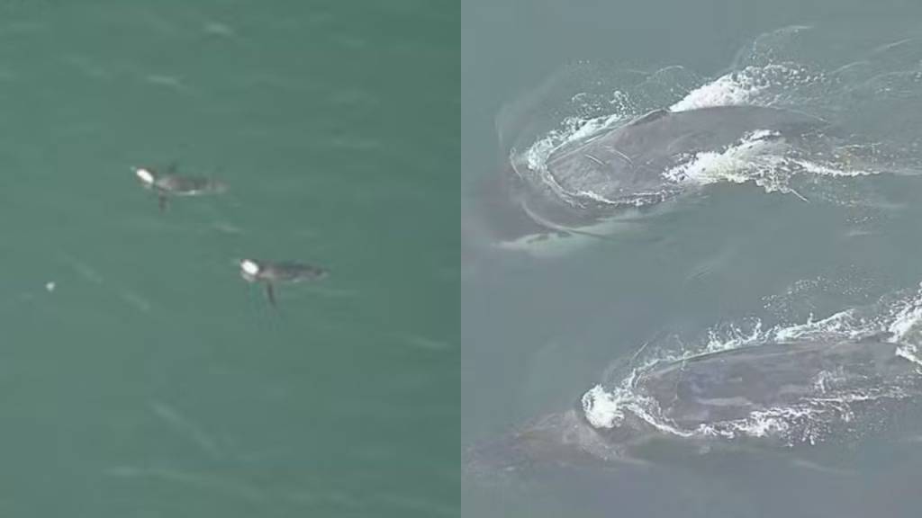 Que cenário! Baleias e pinguins são vistos na Praia da Barra