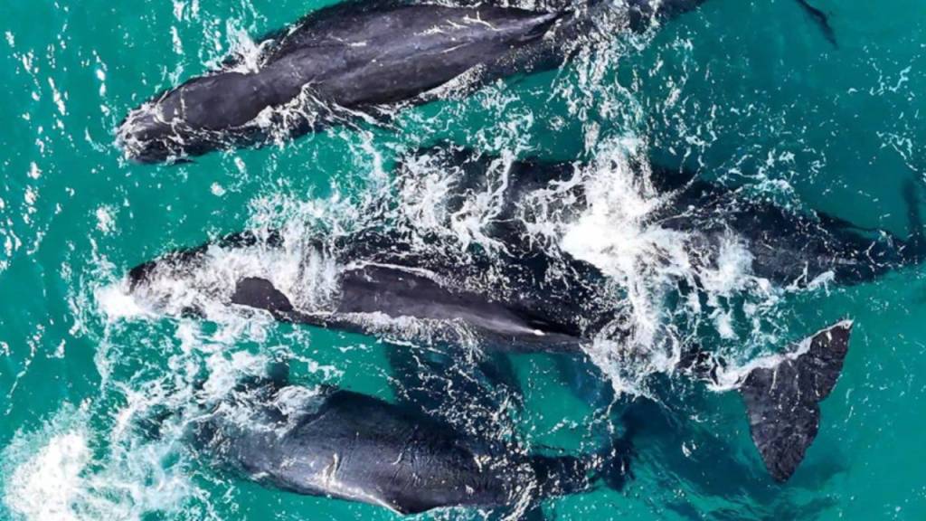Grupo de quinze cachalotes chama a atenção em Arraial do Cabo. Veja!
